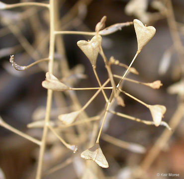 Imagem de Capsella bursa-pastoris (L.) Medik.