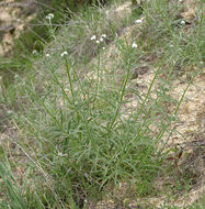 صورة Cryptantha muricata (Hook. & Arn.) A. Nels. & Macbr.