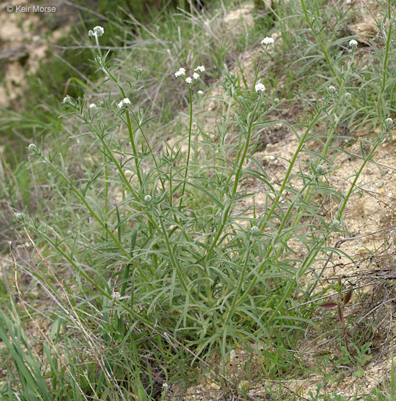 Image of pointed cryptantha