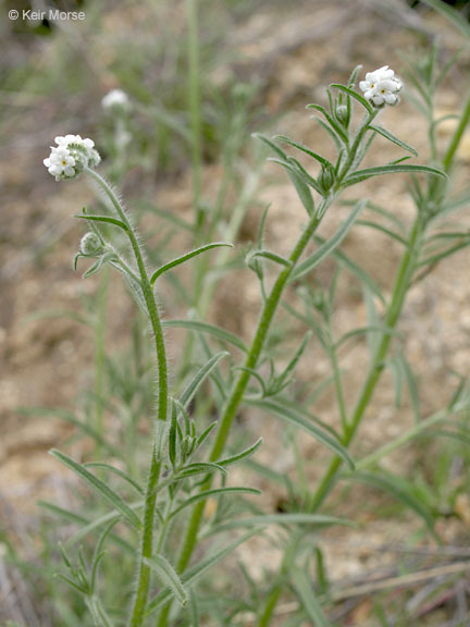 صورة Cryptantha muricata (Hook. & Arn.) A. Nels. & Macbr.