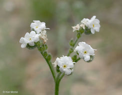 Plancia ëd Cryptantha muricata (Hook. & Arn.) A. Nels. & Macbr.