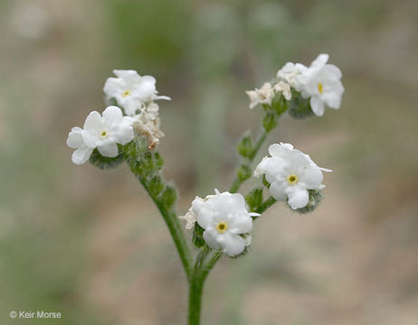 Image of pointed cryptantha