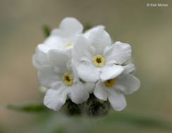 Image of pointed cryptantha