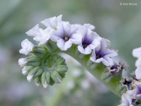 Image of salt heliotrope