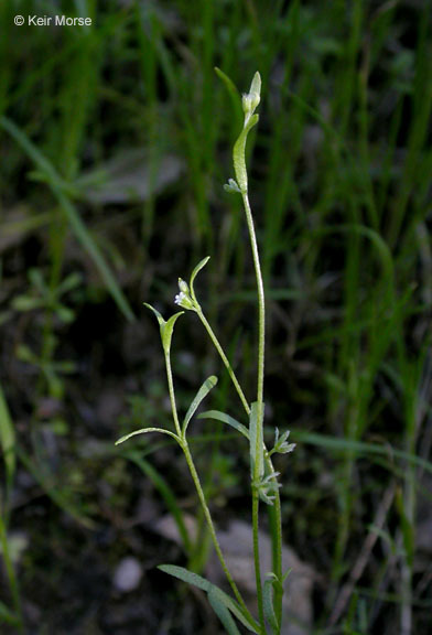 Plancia ëd Pectocarya pusilla (A. DC.) A. Gray