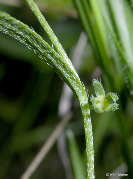 Plancia ëd Pectocarya pusilla (A. DC.) A. Gray