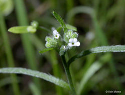 Plancia ëd Pectocarya pusilla (A. DC.) A. Gray