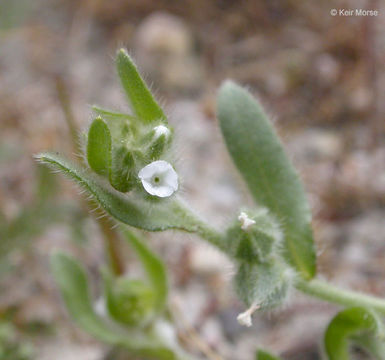 Image of valley popcornflower