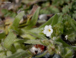 Image of valley popcornflower