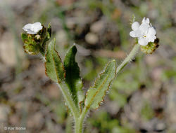 Plancia ëd Plagiobothrys nothofulvus (A. Gray) A. Gray