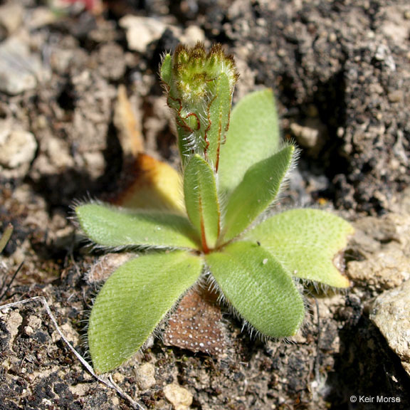 Plancia ëd Plagiobothrys nothofulvus (A. Gray) A. Gray