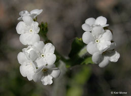 Plancia ëd Plagiobothrys nothofulvus (A. Gray) A. Gray