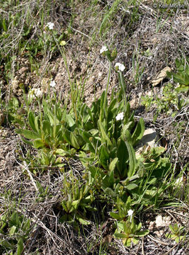 Plancia ëd Plagiobothrys nothofulvus (A. Gray) A. Gray