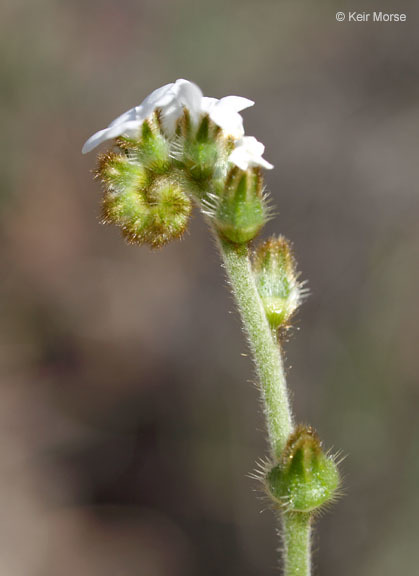 Plancia ëd Plagiobothrys nothofulvus (A. Gray) A. Gray