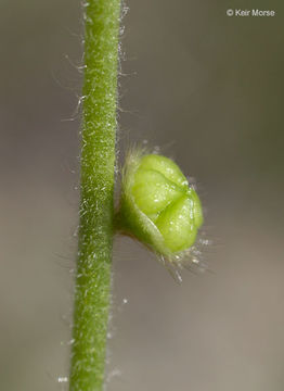 Plancia ëd Plagiobothrys nothofulvus (A. Gray) A. Gray