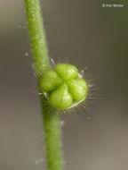 Plancia ëd Plagiobothrys nothofulvus (A. Gray) A. Gray