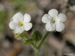 Слика од Plagiobothrys tenellus (Nutt. ex Hook.) A. Gray