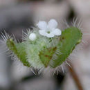 Image of Salinas Valley popcornflower