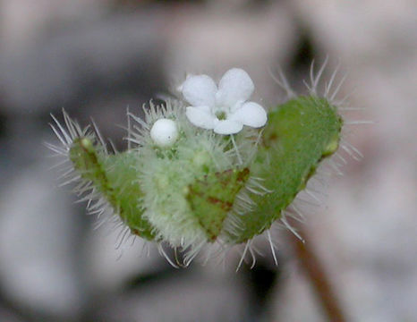 Слика од Plagiobothrys uncinatus Howell