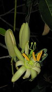 Image of Passiflora contracta Vitta