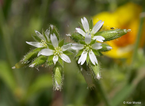 Image of sticky chickweed