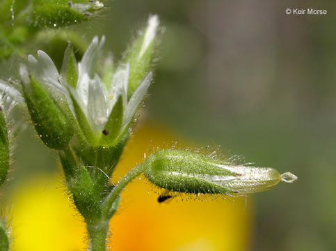 Image of sticky chickweed