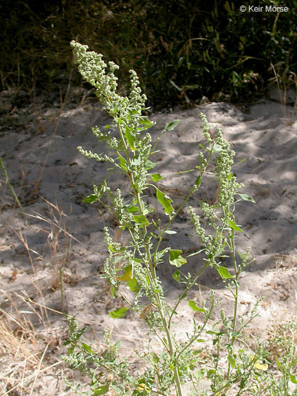 Imagem de Chenopodium berlandieri Moq.