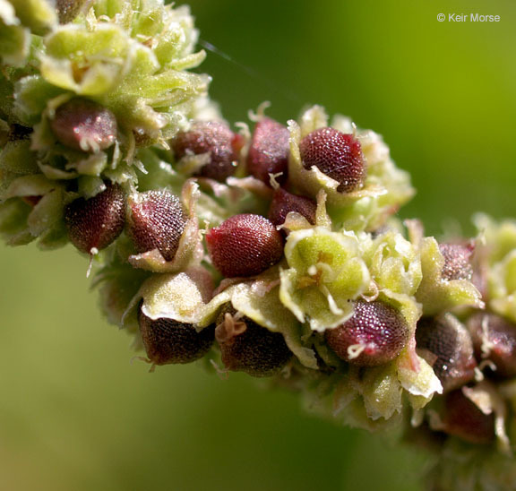 Image of <i>Chenopodium californicum</i>