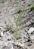 Chenopodium desiccatum A. Nels.的圖片