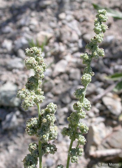 Chenopodium desiccatum A. Nels.的圖片