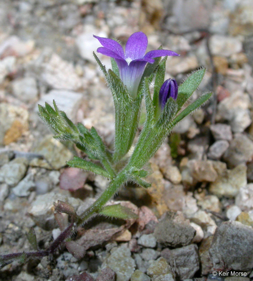 Image of Common Bluecup