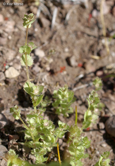 Image of Western Pearlflower