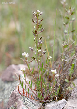 Image of shining pepperweed