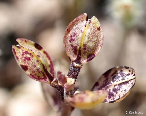 Image of shining pepperweed