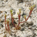 Imagem de Lastarriaea coriacea (Goodman) Hoover