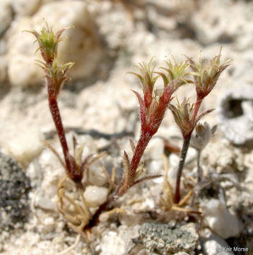 Image of leather spineflower