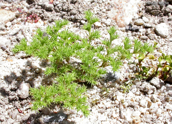 Слика од Loeflingia squarrosa Nutt. ex Torr. & Gray