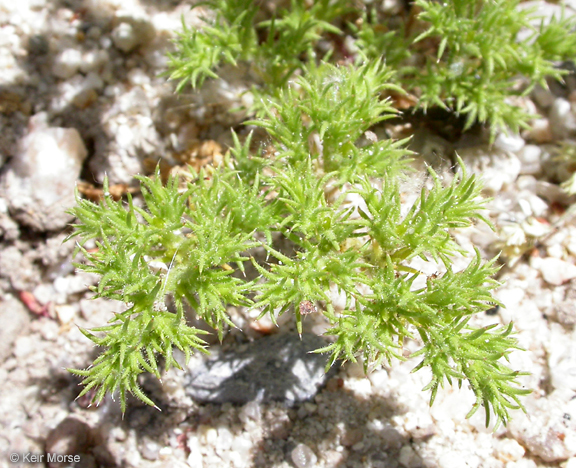 Image of spreading pygmyleaf