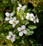 Image of Water-cress