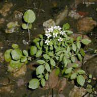 Plancia ëd Nasturtium officinale W. T. Aiton