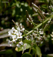 Image of Water-cress