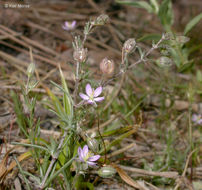 Image of red sandspurry