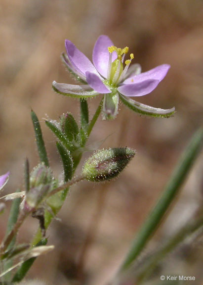 Image of red sandspurry