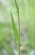 Image of sand fringepod