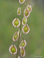 Image of sand fringepod