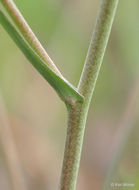 Image of sand fringepod