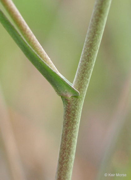 Image of sand fringepod