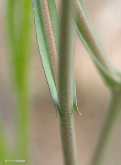 Image of sand fringepod