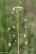 Image de Thysanocarpus laciniatus Nutt.