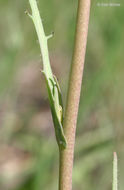 Image de Thysanocarpus laciniatus Nutt.